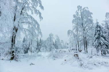 Beautiful winter landscape on the heights of the Thuringian Forest near Oberhof - Thuringia - Germany
