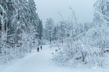 Beautiful winter landscape on the heights of the Thuringian Forest near Oberhof - Thuringia - Germany