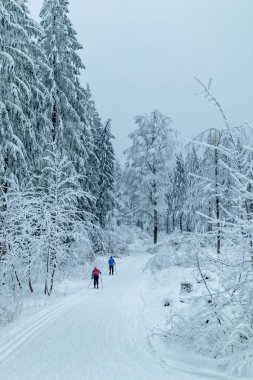 Beautiful winter landscape on the heights of the Thuringian Forest near Oberhof - Thuringia - Germany