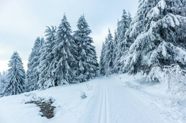 Beautiful winter landscape on the heights of the Thuringian Forest near Oberhof - Thuringia - Germany