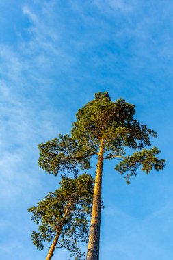 Sunset Feeling on the local mountain of Khndorf - the Dolmar - Thuringia - Germany