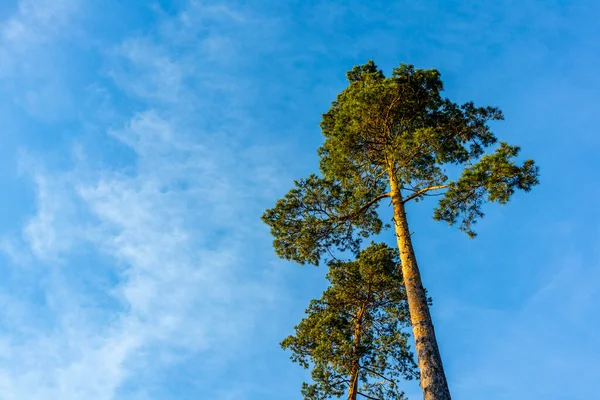 Sunset Feeling on the local mountain of Khndorf - the Dolmar - Thuringia - Germany