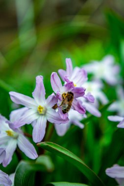 Evdeki bahçede güzel bahar çiçekleri - Almanya