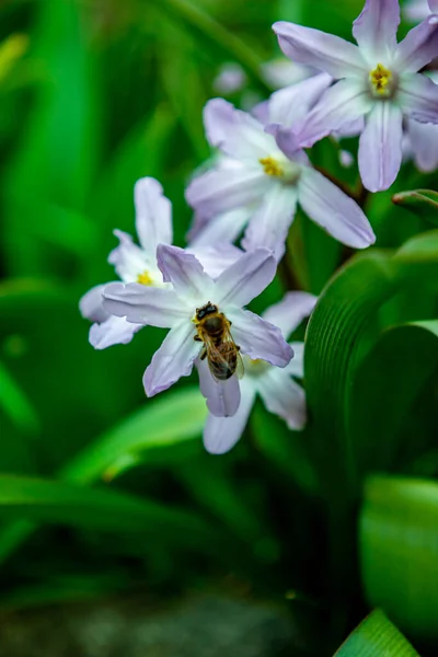 Evdeki Bahçede Güzel Bahar Çiçekleri Almanya — Stok fotoğraf
