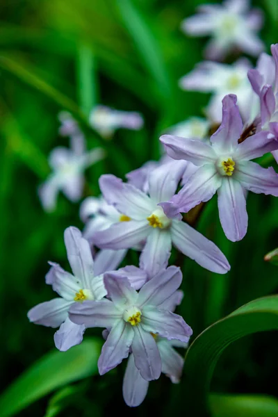 Evdeki Bahçede Güzel Bahar Çiçekleri Almanya — Stok fotoğraf