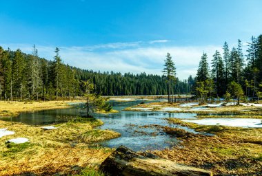 Groer Arbersee 'den Groer Arber Zirvesi' ne kadar Bavyera Ormanı 'nda bahar yürüyüşü - Almanya