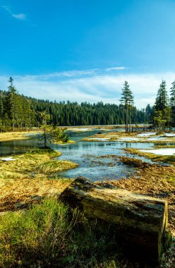 Groer Arbersee 'den Groer Arber Zirvesi' ne kadar Bavyera Ormanı 'nda bahar yürüyüşü - Almanya