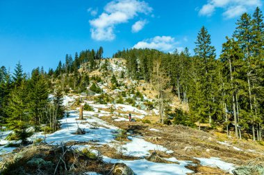 Groer Arbersee 'den Groer Arber Zirvesi' ne kadar Bavyera Ormanı 'nda bahar yürüyüşü - Almanya