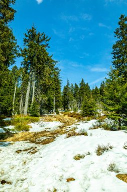 Groer Arbersee 'den Groer Arber Zirvesi' ne kadar Bavyera Ormanı 'nda bahar yürüyüşü - Almanya