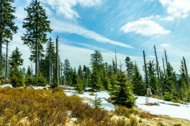 Groer Arbersee 'den Groer Arber Zirvesi' ne kadar Bavyera Ormanı 'nda bahar yürüyüşü - Almanya