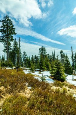 Groer Arbersee 'den Groer Arber Zirvesi' ne kadar Bavyera Ormanı 'nda bahar yürüyüşü - Almanya