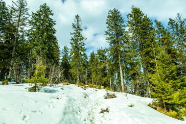 Groer Arbersee 'den Groer Arber Zirvesi' ne kadar Bavyera Ormanı 'nda bahar yürüyüşü - Almanya
