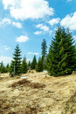 Groer Arbersee 'den Groer Arber Zirvesi' ne kadar Bavyera Ormanı 'nda bahar yürüyüşü - Almanya