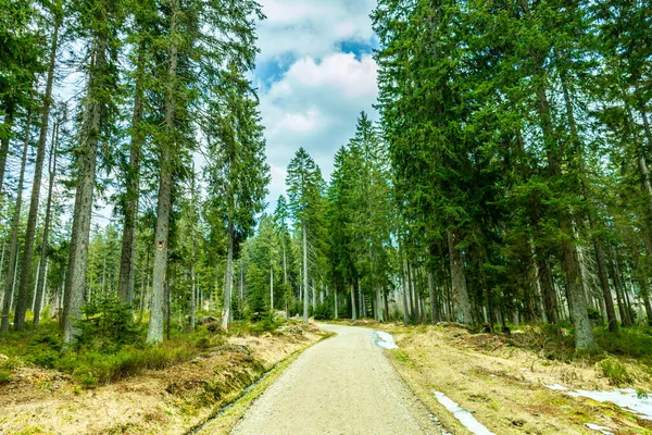 Ανοιξιάτικη Πεζοπορία Στο Βαυαρικό Δάσος Από Groer Arbersee Έως Σύνοδο — Φωτογραφία Αρχείου