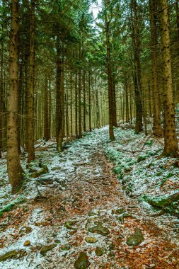 Bavyera Ormanı 'nda bahar yürüyüşü Çek Cumhuriyeti sınırında Zwieselter Yumruğu - Bavyera - Almanya