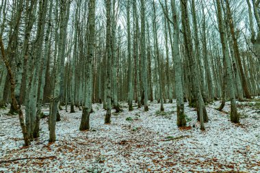 Bavyera Ormanı 'nda bahar yürüyüşü Çek Cumhuriyeti sınırında Zwieselter Yumruğu - Bavyera - Almanya