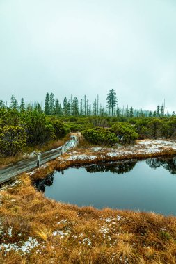 Bavyera Ormanı 'nda bahar yürüyüşü Çek Cumhuriyeti sınırında Zwieselter Yumruğu - Bavyera - Almanya