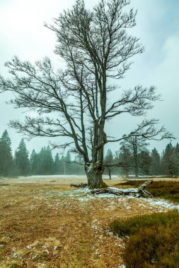 Bavyera Ormanı 'nda bahar yürüyüşü Çek Cumhuriyeti sınırında Zwieselter Yumruğu - Bavyera - Almanya