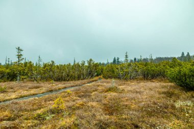 Bavyera Ormanı 'nda bahar yürüyüşü Çek Cumhuriyeti sınırında Zwieselter Yumruğu - Bavyera - Almanya