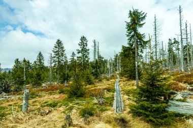 Bavyera Ormanı 'nda bahar yürüyüşü Çek Cumhuriyeti sınırında Zwieselter Yumruğu - Bavyera - Almanya
