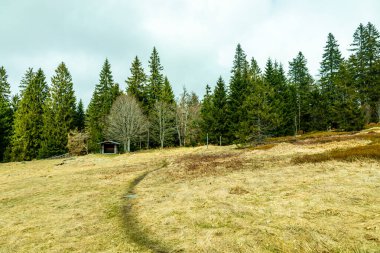 Bavyera Ormanı 'nda bahar yürüyüşü Çek Cumhuriyeti sınırında Zwieselter Yumruğu - Bavyera - Almanya