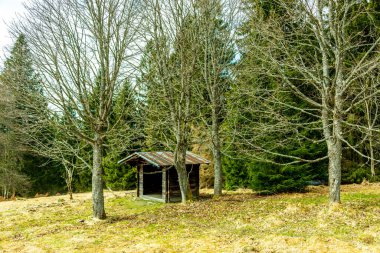 Bavyera Ormanı 'nda bahar yürüyüşü Çek Cumhuriyeti sınırında Zwieselter Yumruğu - Bavyera - Almanya