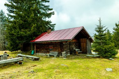 Bavyera Ormanı 'nda bahar yürüyüşü Çek Cumhuriyeti sınırında Zwieselter Yumruğu - Bavyera - Almanya