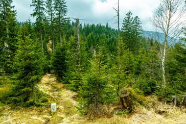 Bavyera Ormanı 'nda bahar yürüyüşü Çek Cumhuriyeti sınırında Zwieselter Yumruğu - Bavyera - Almanya