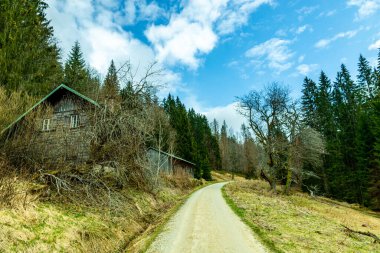 Bavyera Ormanı 'nda bahar yürüyüşü Çek Cumhuriyeti sınırında Zwieselter Yumruğu - Bavyera - Almanya