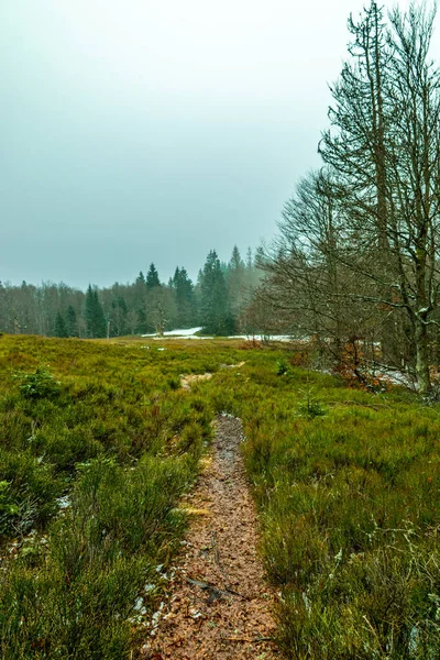 Wiosenna Wędrówka Lesie Bawarskim Pięści Zwieseltera Granicy Czechami Bawaria Niemcy — Zdjęcie stockowe