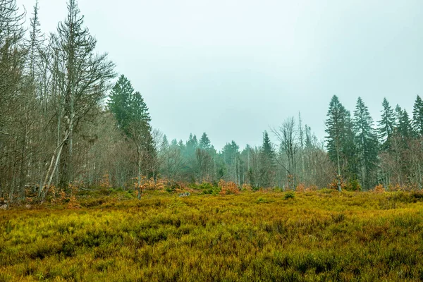 stock image Spring hike in the Bavarian Forest to Zwieselter Fist on the border with the Czech Republic - Bavaria - Germany