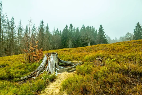 バイエルンの森での春のハイキング ツヴァイセルターへチェコ共和国との国境の拳 バイエルン ドイツ — ストック写真
