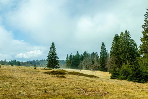 Весенняя Прогулка Баварском Лесу Кулака Цвизельтера Границе Чехией Бавария Германия — стоковое фото