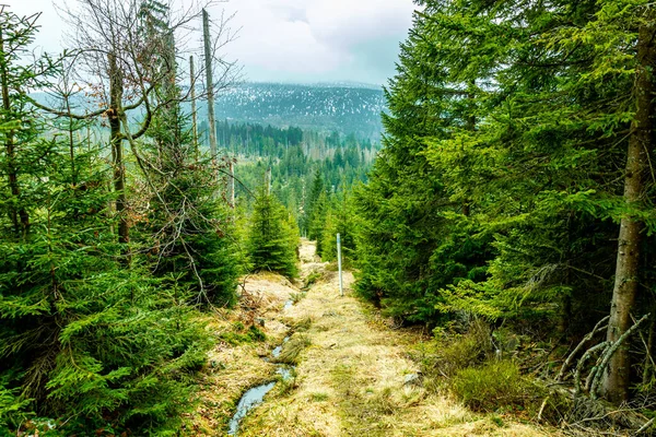 Bavyera Ormanı Nda Bahar Yürüyüşü Çek Cumhuriyeti Sınırında Zwieselter Yumruğu — Stok fotoğraf
