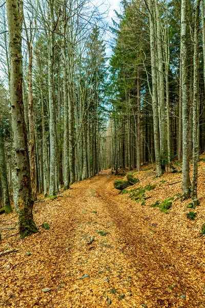 Bavyera Ormanı Nda Bahar Yürüyüşü Çek Cumhuriyeti Sınırında Zwieselter Yumruğu — Stok fotoğraf