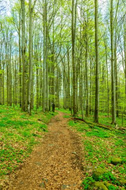 Wasserkuppe - Hesse - Almanya çevresindeki güzel Rhn dağlarında bahar yürüyüşü