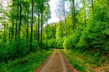 Rennsteig boyunca Hrschel ve Blankenstein arasındaki ilk adımlar güzel bahar zamanı - Thüringen - Almanya