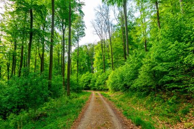 Rennsteig boyunca Hrschel ve Blankenstein arasındaki ilk adımlar güzel bahar zamanı - Thüringen - Almanya