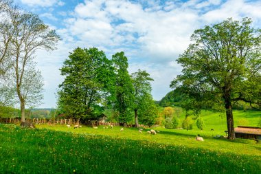 Rennsteig boyunca Hrschel ve Blankenstein arasındaki ilk adımlar güzel bahar zamanı - Thüringen - Almanya