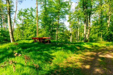 Rennsteig boyunca Hrschel ve Blankenstein arasındaki ilk adımlar güzel bahar zamanı - Thüringen - Almanya