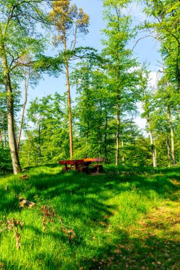 Rennsteig boyunca Hrschel ve Blankenstein arasındaki ilk adımlar güzel bahar zamanı - Thüringen - Almanya