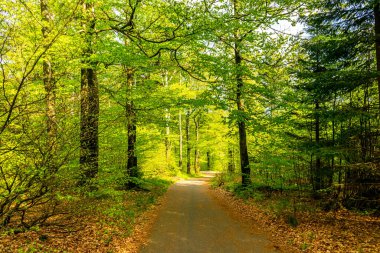 Rennsteig boyunca Hrschel ve Blankenstein arasındaki ilk adımlar güzel bahar zamanı - Thüringen - Almanya