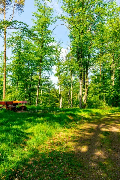 Rennsteig boyunca Hrschel ve Blankenstein arasındaki ilk adımlar güzel bahar zamanı - Thüringen - Almanya