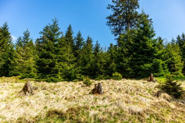 Rennsteig boyunca Hrschel ve Blankenstein arasındaki ilk adımlar güzel bahar zamanı - Thüringen - Almanya