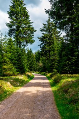 Rennsteig boyunca Hrschel ve Blankenstein arasındaki ilk adımlar güzel bahar zamanı - Thüringen - Almanya