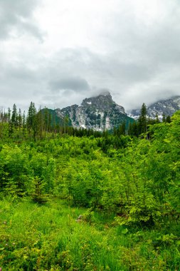 Güzel Berchtesgaden Alpleri 'nden geçerek Watzmann - Berchtesgaden - Bavyera - Almanya