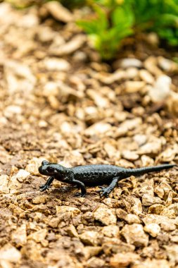 Güzel Berchtesgaden Alpleri 'nden geçerek Watzmann - Berchtesgaden - Bavyera - Almanya