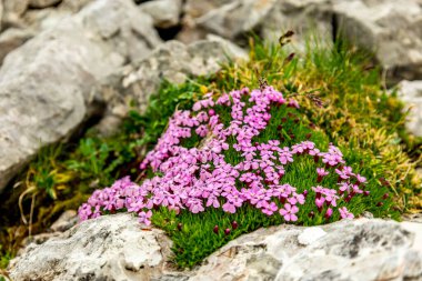 Güzel Berchtesgaden Alpleri 'nden geçerek Watzmann - Berchtesgaden - Bavyera - Almanya