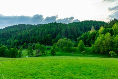 Yaz keşfi turu Steinbach-Hallenberg yakınlarındaki Thuringian Ormanı 'nda