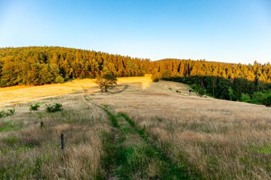 Thuringian Ormanı 'nın yüksek patikasında yaz yürüyüşü - Thüringen - Almanya